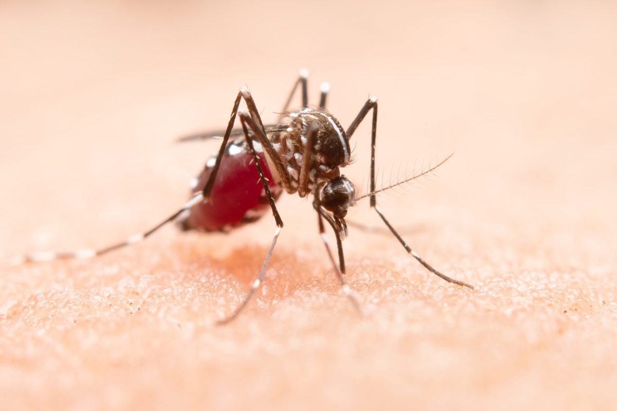 dengue sintomas