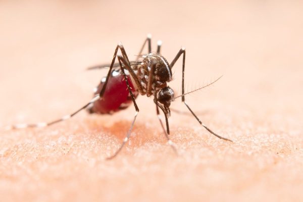 dengue sintomas